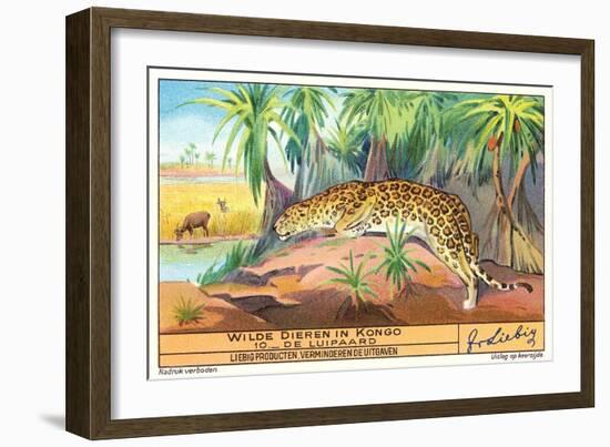 Leopard in the Congo-null-Framed Art Print