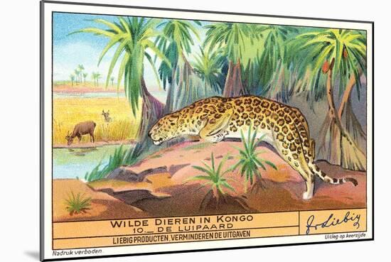 Leopard in the Congo-null-Mounted Art Print