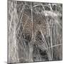 Leopard in the Grass-Scott Bennion-Mounted Photo
