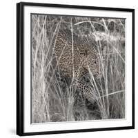 Leopard in the Grass-Scott Bennion-Framed Photo