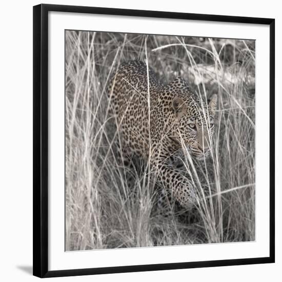 Leopard in the Grass-Scott Bennion-Framed Photo