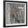 Leopard in the Grass-Scott Bennion-Framed Photo