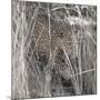 Leopard in the Grass-Scott Bennion-Mounted Photo