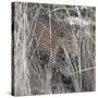 Leopard in the Grass-Scott Bennion-Stretched Canvas