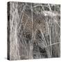 Leopard in the Grass-Scott Bennion-Stretched Canvas