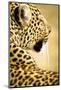 Leopard in the Maasai Mara, Kenya-Axel Brunst-Mounted Photographic Print