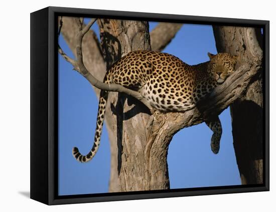 Leopard in Tree, Okavango Delta, Botswana, Africa-Paul Allen-Framed Stretched Canvas