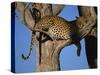 Leopard in Tree, Okavango Delta, Botswana, Africa-Paul Allen-Stretched Canvas