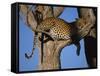 Leopard in Tree, Okavango Delta, Botswana, Africa-Paul Allen-Framed Stretched Canvas