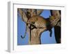 Leopard in Tree, Okavango Delta, Botswana, Africa-Paul Allen-Framed Photographic Print