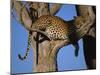 Leopard in Tree, Okavango Delta, Botswana, Africa-Paul Allen-Mounted Photographic Print