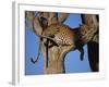 Leopard in Tree, Okavango Delta, Botswana, Africa-Paul Allen-Framed Photographic Print