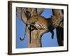 Leopard in Tree, Okavango Delta, Botswana, Africa-Paul Allen-Framed Photographic Print