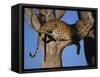 Leopard in Tree, Okavango Delta, Botswana, Africa-Paul Allen-Framed Stretched Canvas