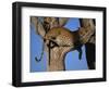 Leopard in Tree, Okavango Delta, Botswana, Africa-Paul Allen-Framed Photographic Print