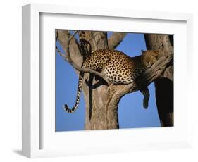 Leopard in Tree, Okavango Delta, Botswana, Africa-Paul Allen-Framed Photographic Print