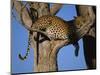 Leopard in Tree, Okavango Delta, Botswana, Africa-Paul Allen-Mounted Photographic Print