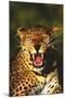 Leopard in Tree-null-Mounted Poster