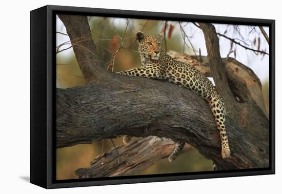 Leopard in Tree-null-Framed Stretched Canvas