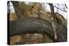 Leopard in Tree-null-Stretched Canvas