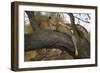 Leopard in Tree-null-Framed Photographic Print