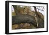 Leopard in Tree-null-Framed Photographic Print