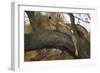Leopard in Tree-null-Framed Photographic Print