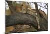 Leopard in Tree-null-Mounted Photographic Print