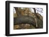 Leopard in Tree-null-Framed Photographic Print