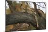Leopard in Tree-null-Mounted Photographic Print