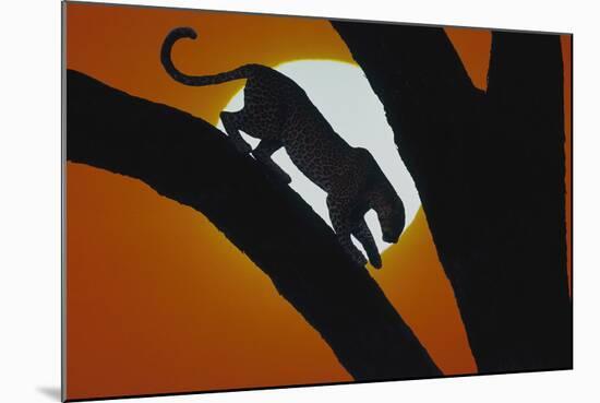 Leopard in Tree-DLILLC-Mounted Photographic Print