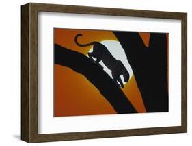 Leopard in Tree-DLILLC-Framed Photographic Print