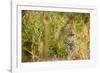 Leopard in Uganda's Murchison Falls National Park, Uganda, Africa-Tom Broadhurst-Framed Photographic Print