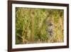 Leopard in Uganda's Murchison Falls National Park, Uganda, Africa-Tom Broadhurst-Framed Photographic Print