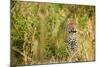 Leopard in Uganda's Murchison Falls National Park, Uganda, Africa-Tom Broadhurst-Mounted Photographic Print