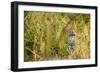 Leopard in Uganda's Murchison Falls National Park, Uganda, Africa-Tom Broadhurst-Framed Photographic Print