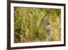 Leopard in Uganda's Murchison Falls National Park, Uganda, Africa-Tom Broadhurst-Framed Photographic Print