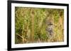 Leopard in Uganda's Murchison Falls National Park, Uganda, Africa-Tom Broadhurst-Framed Photographic Print