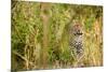 Leopard in Uganda's Murchison Falls National Park, Uganda, Africa-Tom Broadhurst-Mounted Photographic Print