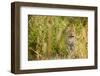 Leopard in Uganda's Murchison Falls National Park, Uganda, Africa-Tom Broadhurst-Framed Photographic Print