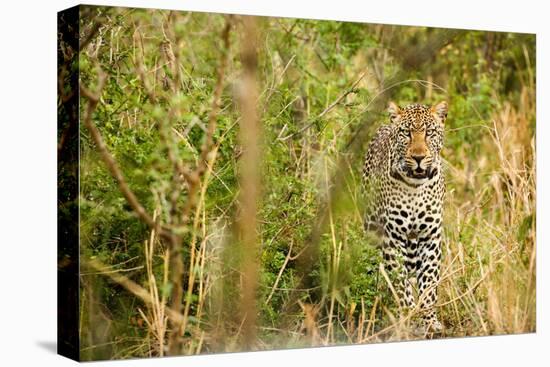 Leopard in Uganda's Murchison Falls National Park, Uganda, Africa-Tom Broadhurst-Stretched Canvas