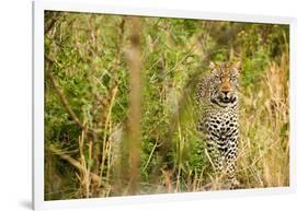 Leopard in Uganda's Murchison Falls National Park, Uganda, Africa-Tom Broadhurst-Framed Photographic Print