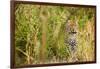 Leopard in Uganda's Murchison Falls National Park, Uganda, Africa-Tom Broadhurst-Framed Photographic Print