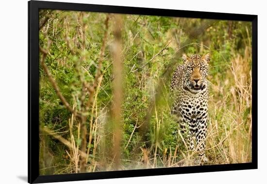 Leopard in Uganda's Murchison Falls National Park, Uganda, Africa-Tom Broadhurst-Framed Photographic Print