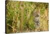 Leopard in Uganda's Murchison Falls National Park, Uganda, Africa-Tom Broadhurst-Stretched Canvas