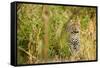 Leopard in Uganda's Murchison Falls National Park, Uganda, Africa-Tom Broadhurst-Framed Stretched Canvas