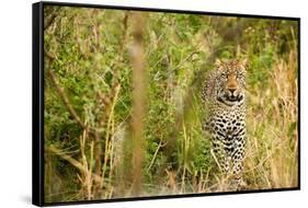 Leopard in Uganda's Murchison Falls National Park, Uganda, Africa-Tom Broadhurst-Framed Stretched Canvas