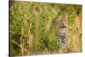 Leopard in Uganda's Murchison Falls National Park, Uganda, Africa-Tom Broadhurst-Stretched Canvas