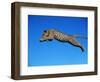 Leopard Jumping-null-Framed Photographic Print