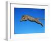 Leopard Jumping-null-Framed Photographic Print